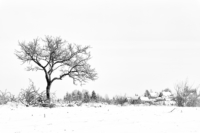 Un arbre en hiver