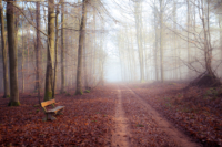 Ambiance de fin d'automne, le soleil triomphe de la brume